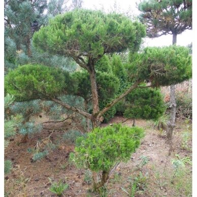 Kadagys, tarpinis, Bonsai Form 2