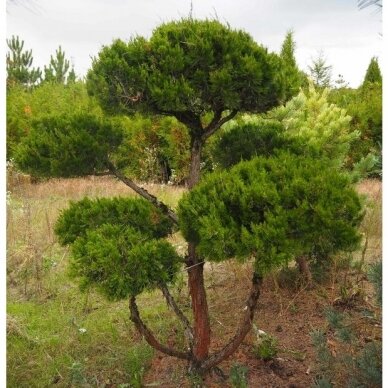 Kadagys, tarpinis, Bonsai Form 1