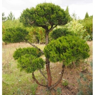 Kadagys, tarpinis, Bonsai Form 3