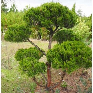 Kadagys, tarpinis, Bonsai Form