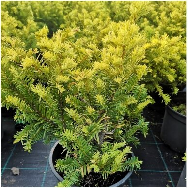 Kukmedis europinis "Summer Gold''