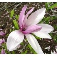 Magnolija "Betty"