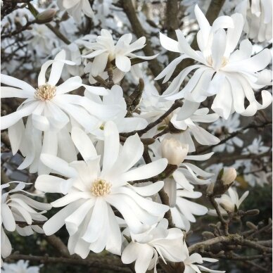 Magnolija, japoninė 4