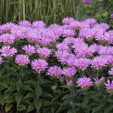 Monarda SUGAR BUZZ "Pink Frosting"