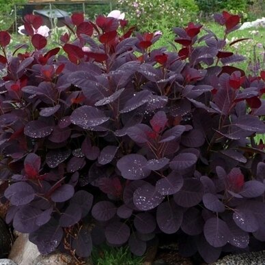 Pūkenis europinis "Royal Purple" 2