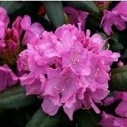 Rododendras "Roseum Elegans'