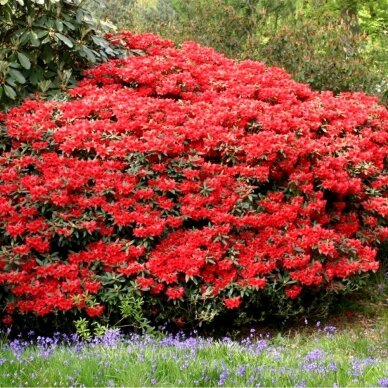 Rododendras "Baden-Baden"