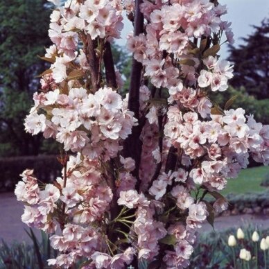 Sakura "Amanogawa" 1