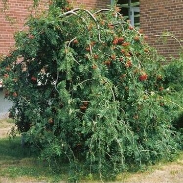 Šermukšnis "Pendula"