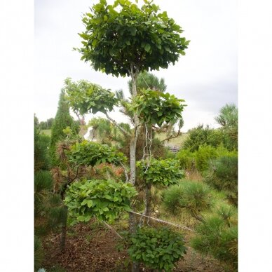 Skroblas, Bonsai Form