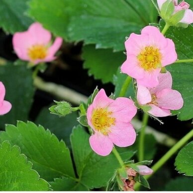 Braškė "Strawberry Ice"PRB